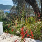 Apartmani Buljarice Vila Novitovic